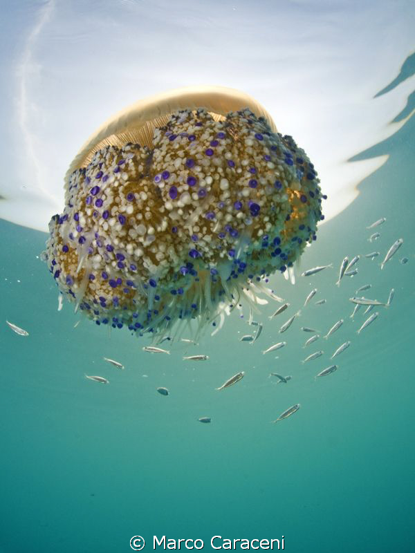 cassiopea jellyfish with trachurus by Marco Caraceni 
