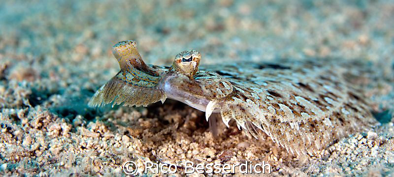 flounder in widescreen :-) by Rico Besserdich 