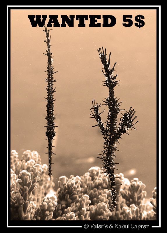 Face and Profile :-)
(Just Photoshopped with a red filte... by Raoul Caprez 