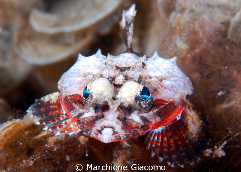 Electric eyes
Nikon D200 , 60 macro, twin strobo
Lembeh... by Marchione Giacomo 