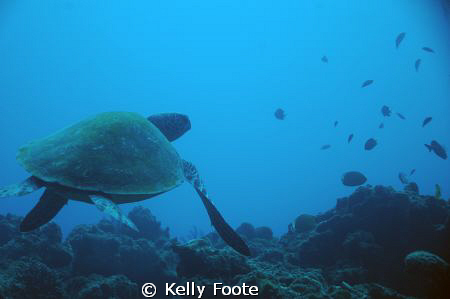 Lounging Sea turtle by Kelly Foote 