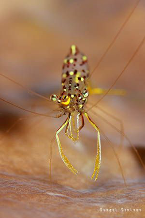 Golden Shrimp by Sangut Santoso 