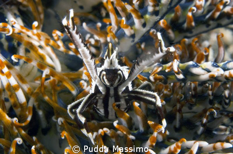 nikon d2x 60 mm macro by Puddu Massimo 