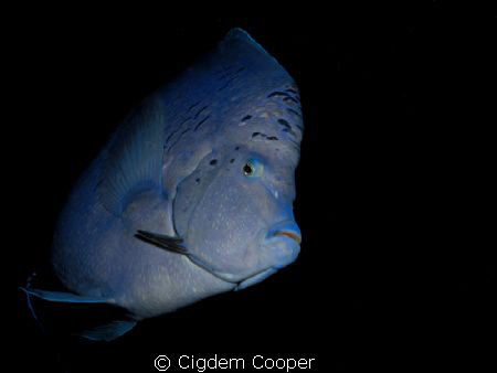 Yellowbar angelfish by Cigdem Cooper 