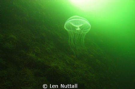 Sea and Sea DX-G1 with one YS 110A Strobe...F8/200 ISO 20... by Len Nuttall 