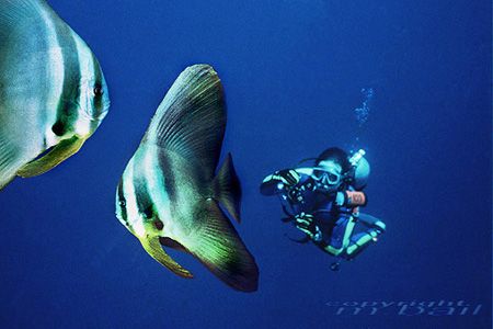 batfish in Palau - nik 5 - composite bat left by Manfred Bail 