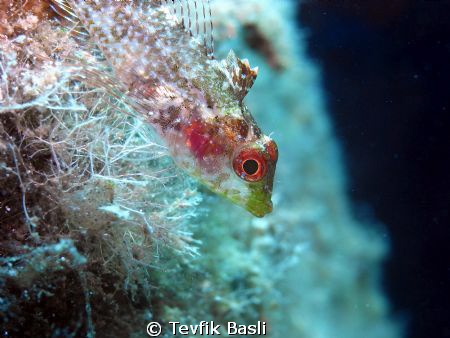 This Photo is taken BODRUM by Tevfik Başlı 
