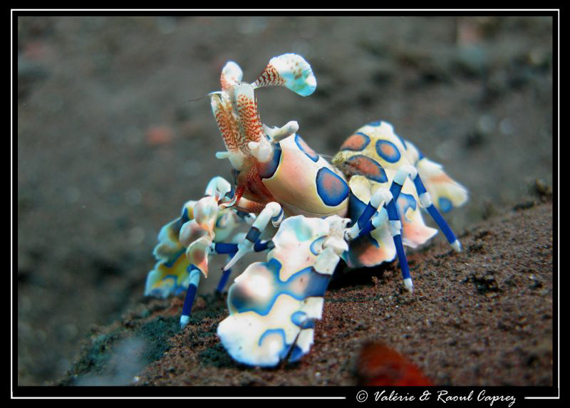 Hymenocera elegans by Raoul Caprez 