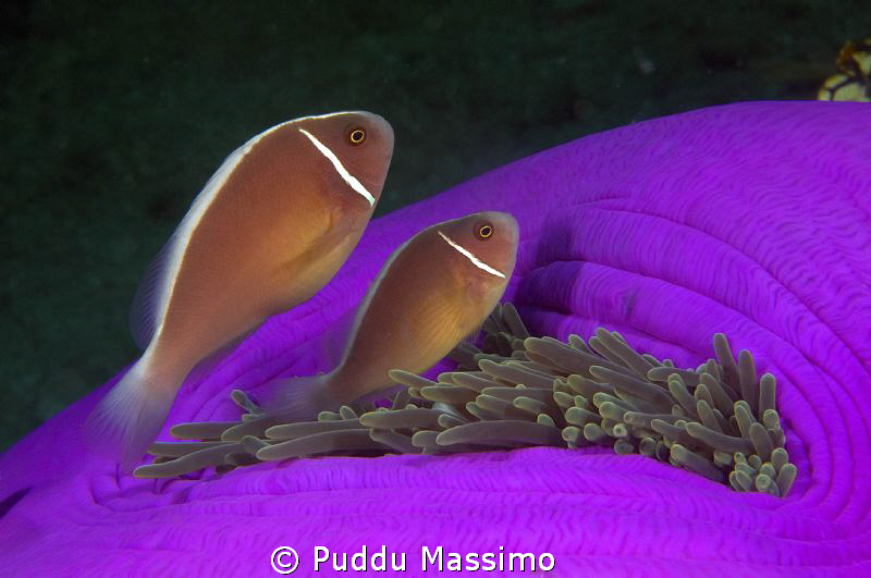 lembeh nikon d2x,60mm macro by Puddu Massimo 
