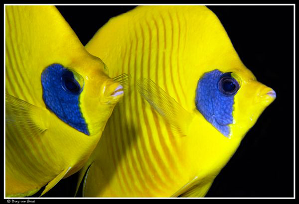 So happy together... by Dray Van Beeck 