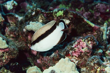 Bandit Angelfish. Big Island, Hawaii. by Jacques Miller 
