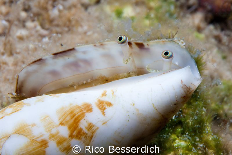 "Watch out ! It's a tough world out there" . Small ( 3 cm... by Rico Besserdich 