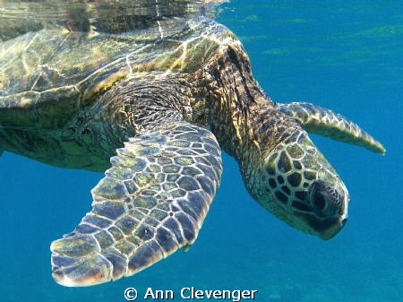 Napili Bay, Maui Hawaii. by Ann Clevenger 