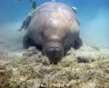 Dugong munching on sea grass. Canon Ixus85is, MWB, Inon w... by Keith Savill 