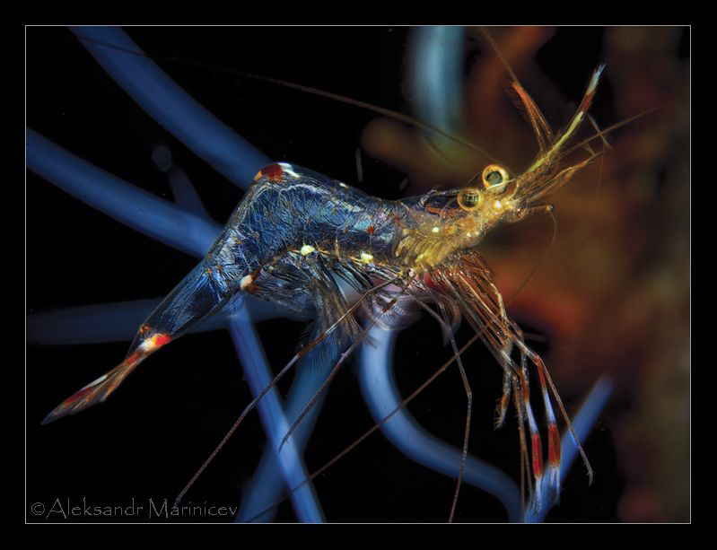 "Laser show"
Ghost shrimp
Lembeh by Aleksandr Marinicev 
