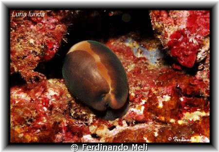 Luria lurida cipraea. by Ferdinando Meli 