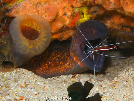 chain moray at a cleaning station! by Joe Hoyle 