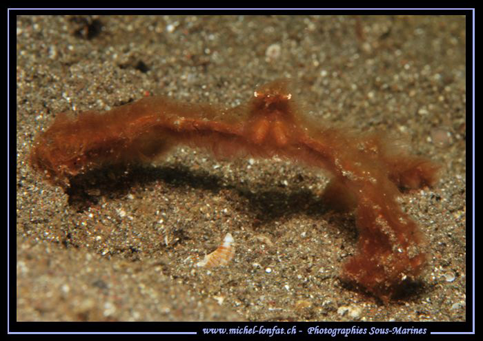 "Hey - you've got a problem???" The Mike Tyson Crab of Le... by Michel Lonfat 