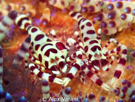 Periclemenes Coleman twins... by Alex Varani 