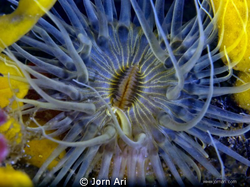 Sea Anemone 10mm..
Olympus E-420 With Ikelite Housing + ... by Jorn Ari 