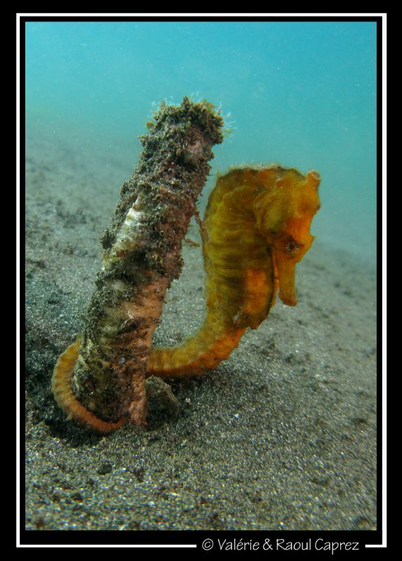 A shy Hippocampus taeniopterus by Raoul Caprez 
