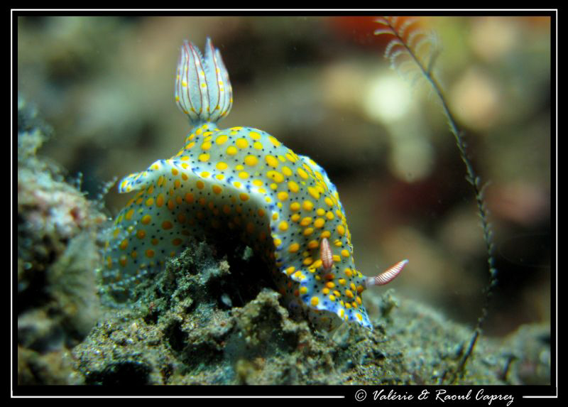 Hypselodoris kanga by Raoul Caprez 