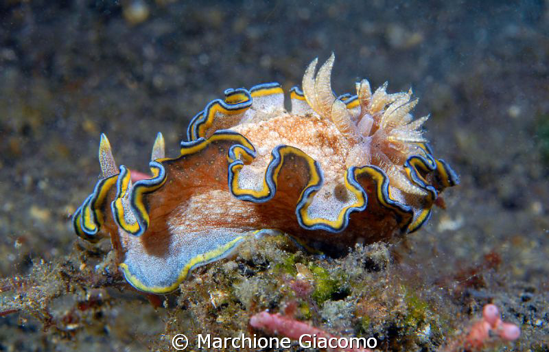 Nudy
Nikon D200, 60 micro, twin strobo
Lembeh 2010 by Marchione Giacomo 