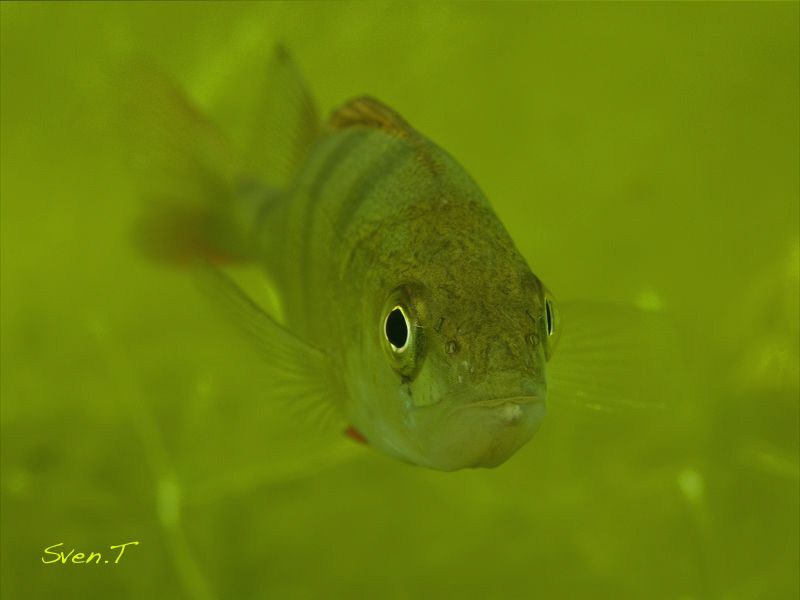 Perch out of the green.. by Sven Tramaux 