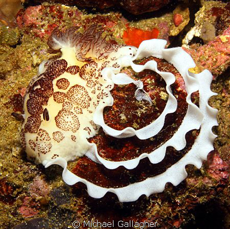 Nudibranch laying egg ribbon, Komodo, Indonesia. by Michael Gallagher 