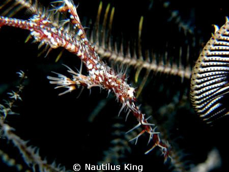 Harlequin GPF
Canon G11, Inon D-2000, Inon macro lens by Nautilus King 