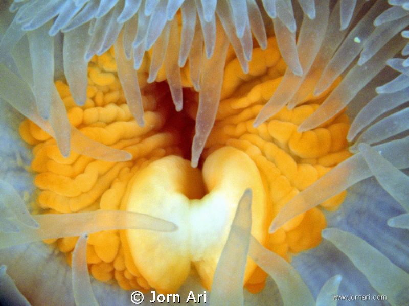 Sea Anemone 
Olympus E-420 With Ikelite Housing + 1 DS16... by Jorn Ari 