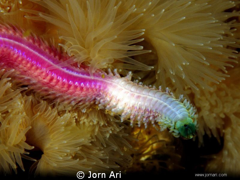 Nereis, bristleworm
Olympus E-420 With Ikelite Housing +... by Jorn Ari 