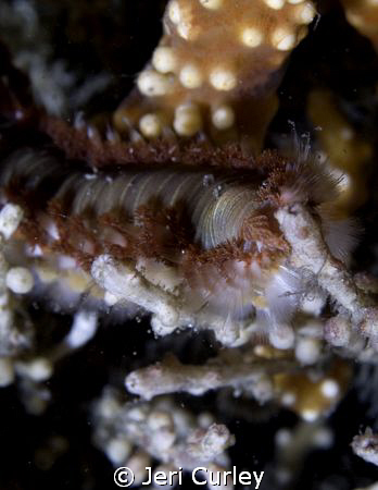 Bristle Worms are abundant at Blue Heron Bridge in Rivier... by Jeri Curley 
