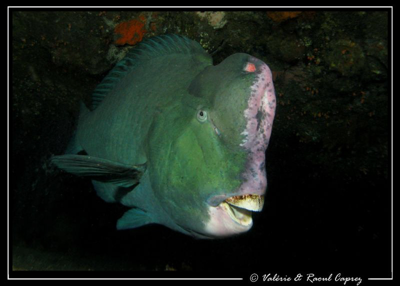 Bolbometopon muricatum by Raoul Caprez 
