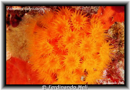 Astroides calycularis. by Ferdinando Meli 