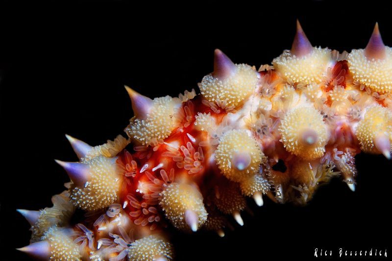 Star-Fish by Rico Besserdich 