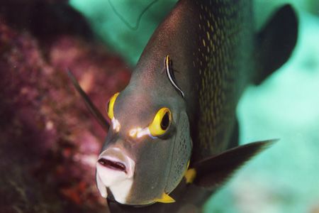 French Angel with cleaner fish. by Jacques Miller 