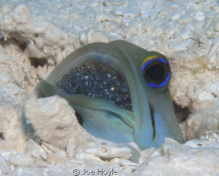 jawfish with eggs/ baby jawfish in its mouth! by Joe Hoyle 