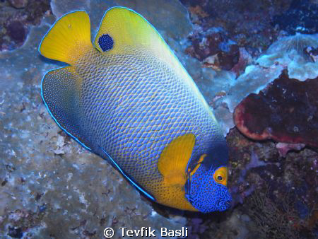 Sipadan İsland (Mid Reef) depth 22m by Tevfik Başlı 