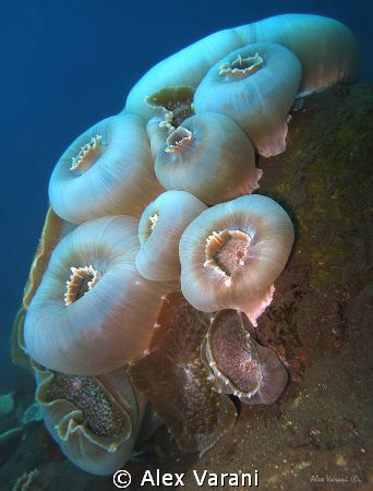 Amplexidiscus sp. by Alex Varani 