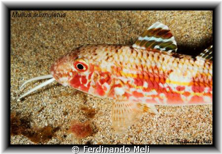 Mullus surmuletus. by Ferdinando Meli 