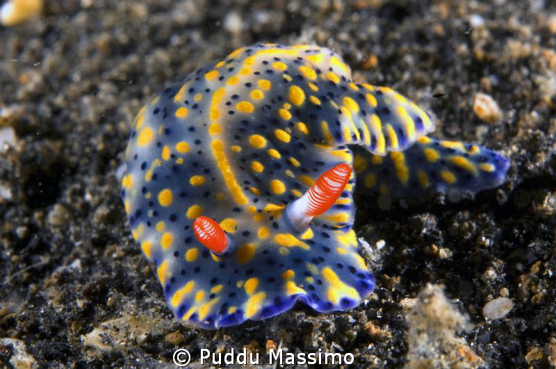 lembeh,nikon d2x 60 mm macro by Puddu Massimo 