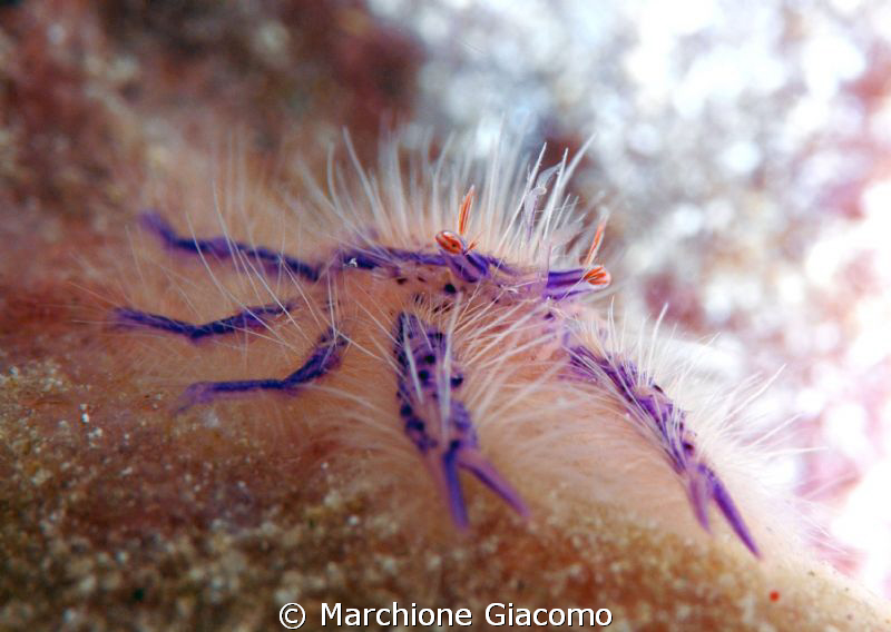 Red eyes
Nikon D200, 105 micro, twin strobo
Wakatobi 2010 by Marchione Giacomo 