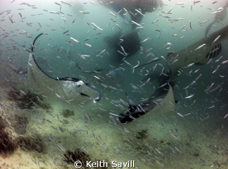 Mantas at Hanifaru. by Keith Savill 
