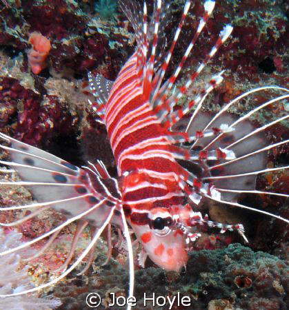 baby lionfish! by Joe Hoyle 