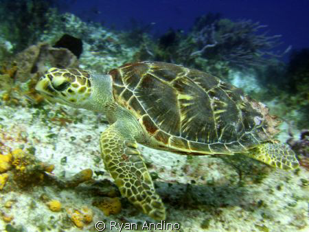 sea turtle, photo taken in cozumel mexico in about 45 ft ... by Ryan Andino 