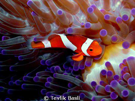 Mabul s NEMO by Tevfik Başlı 
