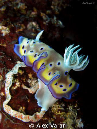 chromodoris kuniei's eggs by Alex Varani 