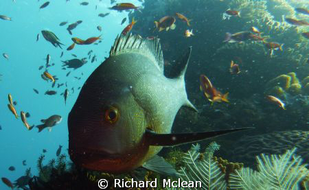 midnight snapper in for a closer look by Richard Mclean 