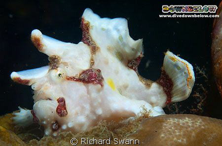 Painted Frogfish, Downbelow House Reef TAR Park Kota Kina... by Richard Swann 